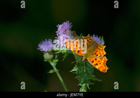Papillon femelle Virgule se reposant dans le soleil sur la fleur d'un chardon Banque D'Images