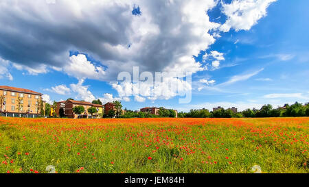 Vue grand angle d'un champ de coquelicots sous ciel dramatique au printemps. Banque D'Images