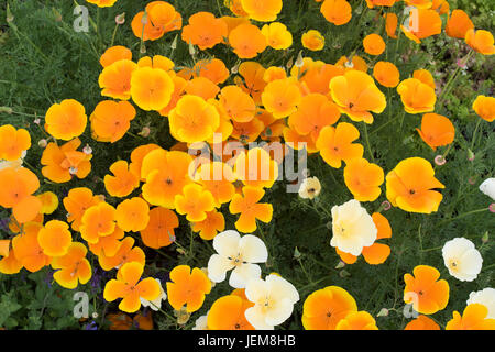 Eschscholzia californica. Fleurs de pavot de Californie dans un jardin à partir de la frontière ci-dessus. UK Banque D'Images