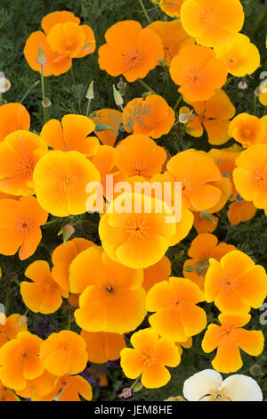 Eschscholzia californica. Fleurs de pavot de Californie dans un jardin à partir de la frontière ci-dessus. UK Banque D'Images