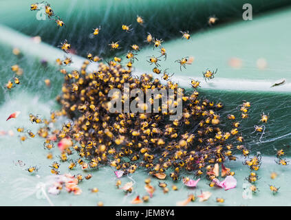 Jardin jaune bébé araignées, araneus diadematus Banque D'Images