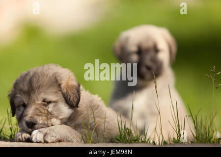 Mignon Bebe Des Chiens Photo Stock Alamy