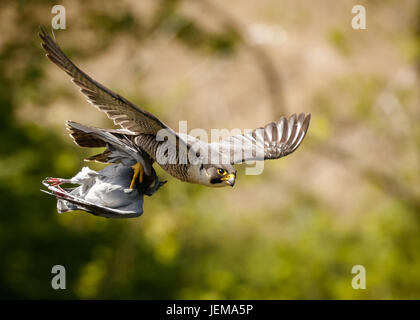 Chasse de Peregrine Banque D'Images