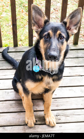 German Shepard et un mélange de collie Banque D'Images