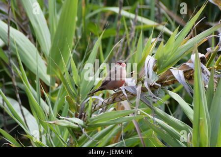 Common Waxbill perché sur les oiseaux sauvages de la végétation verte Banque D'Images