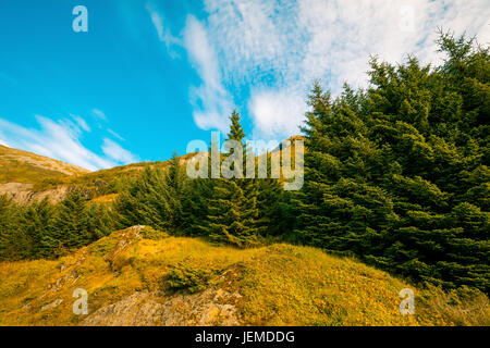 Paysage de montagnes, sapins contre sunset sky Banque D'Images