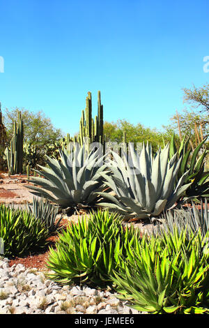 Jardin de cactus, agaves et plantes grasses près de célèbre site archéologique de Tula de Allende, l'état de Hidalgo, au Mexique, en Amérique du Nord Banque D'Images