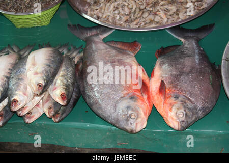 Poisson-chat fraîchement pêché sur la feuille de palmier, le matin, dans un marché aux poissons, le Myanmar (Birmanie) Banque D'Images