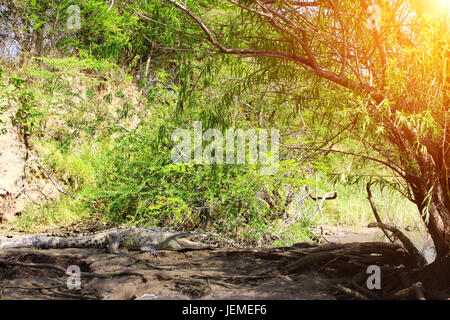 Reposant sur un crocodile de la côte de sable, le Canyon del Sumidero, Chiapas, Mexique, Amérique du Nord Banque D'Images