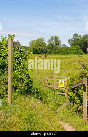 Vue de la porte d'un sentier public à travers les prairies de pâturage par la rivière bure à peu d'épluchage, Norfolk, Angleterre, Royaume-Uni. Banque D'Images