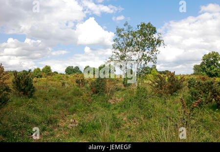 Une vue d'une partie du site d'intérêt scientifique spécial de buxton heath à hevingham, Norfolk, Angleterre, Royaume-Uni. Banque D'Images