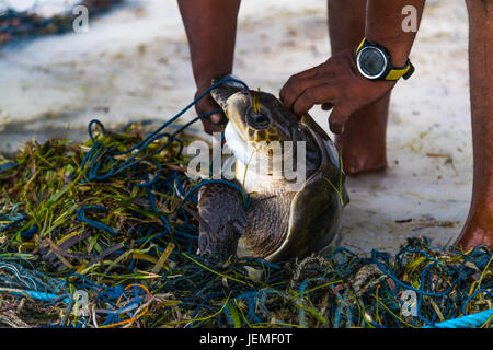 La carapace de tortue de mer échoués sur plage avec filet de pêche enroulé autour d'elle, l'homme sauve les tortues de mer de filet de pêche. Pays Tropical, sauver la vie marine Banque D'Images