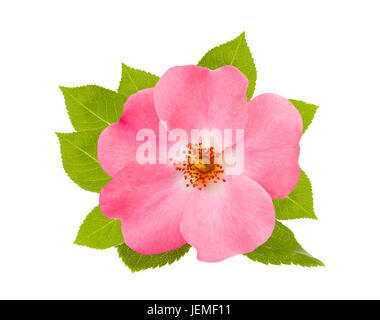 Dog rose (rosa canina) isolé sur fond blanc Banque D'Images