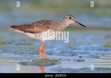 Chevalier arlequin (Tringa totanus), adulte debout dans l'eau Banque D'Images