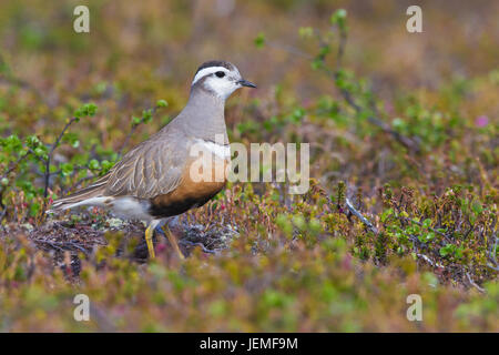 Pluvier guignard (Charadrius morinellus), des profils stading dans son habitat de reproduction Banque D'Images