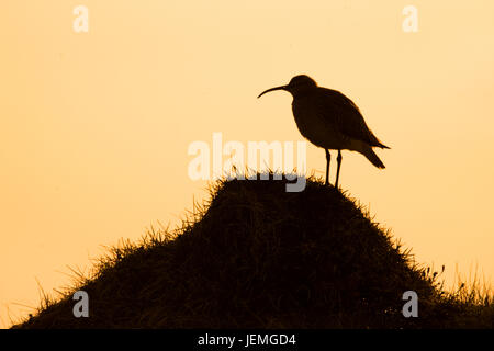 Courlis corlieu eurasien (Numenius phaeopus islandicus), des profils à terre à l'aube Banque D'Images