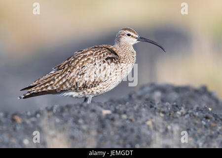 Courlis corlieu eurasien (Numenius phaeopus islandicus), des profils à terre Banque D'Images