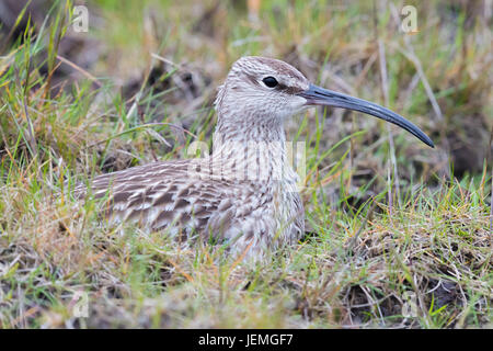 Courlis corlieu eurasien (Numenius phaeopus islandicus) adultes, assis sur le sol Banque D'Images