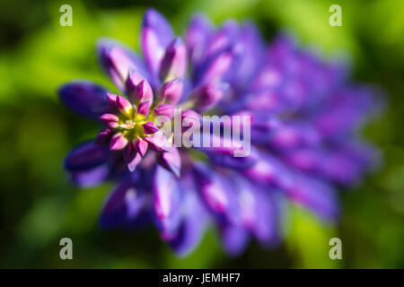 Fleurs violettes dans un jardin sur l'été. Lupins vue d'en haut. Nature fond Banque D'Images