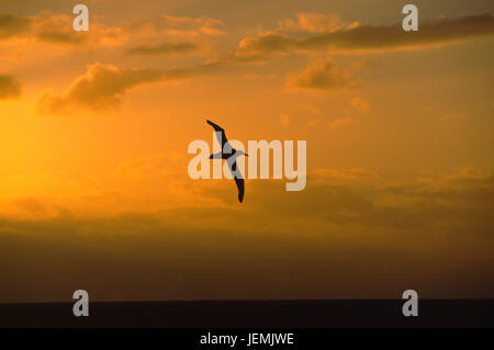 Silhouette d'oiseau en vol au coucher du soleil Banque D'Images