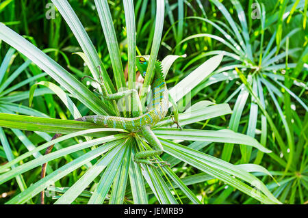 Le caméléon vert tente de se déguiser, se tordant autour les Leafs de Rhapis multifida (jade impératrice ou doigt palm), forêt tropicale dans la région de Kandy, Sri Banque D'Images