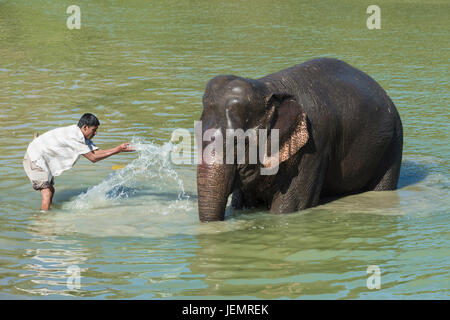 Mahout lave son éléphant indien (Elephas maximus indicus) dans la rivière, le parc national de Kaziranga, Assam, Inde Banque D'Images