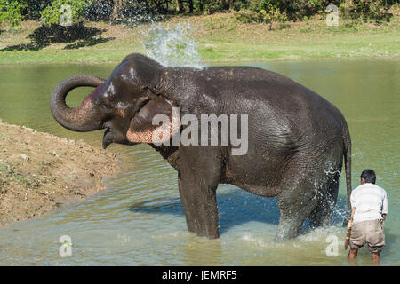 Mahout lave son éléphant indien (Elephas maximus indicus) dans la rivière, le parc national de Kaziranga, Assam, Inde Banque D'Images