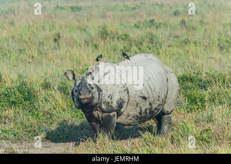 Le rhinocéros indien (Rhinoceros unicornis) avec Myna oiseaux, le parc national de Kaziranga, Assam, Inde Banque D'Images