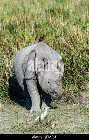 Le rhinocéros indien (Rhinoceros unicornis) avec héron garde-boeuf (Bubulcus ibis) et Myna oiseaux, le parc national de Kaziranga, Assam, Inde Banque D'Images