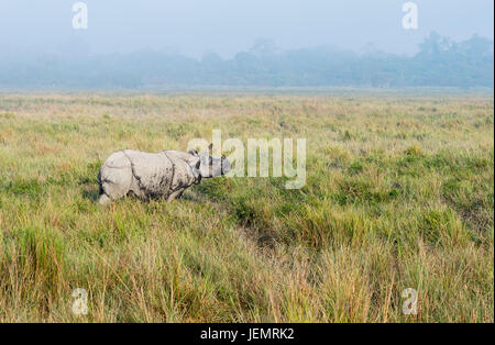 Le rhinocéros indien (Rhinoceros unicornis) marcher dans l'herbe de l'éléphant, le parc national de Kaziranga, Assam, Inde Banque D'Images