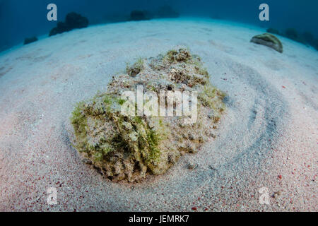 Un poisson-pierre (Synanceia verrucosa) se trouve dans le fond de sable camouflé du Parc National de Komodo, en Indonésie. C'est le poisson plus venimeux Banque D'Images