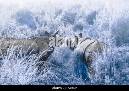 Couple de rhinocéros indien (Rhinoceros unicornis) dans la brume matinale, le parc national de Kaziranga, Assam, Inde Banque D'Images