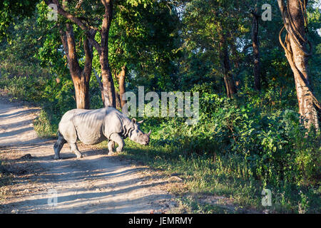 Le rhinocéros indien (Rhinoceros unicornis) traverser une route forestière, le parc national de Kaziranga, Assam, Inde Banque D'Images