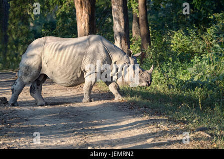 Le rhinocéros indien (Rhinoceros unicornis) traverser une route forestière, le parc national de Kaziranga, Assam, Inde Banque D'Images