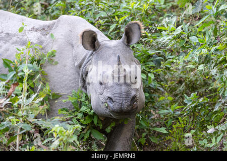 Le rhinocéros indien (Rhinoceros unicornis) dans la forêt, parc national de Chitwan, au Népal Banque D'Images