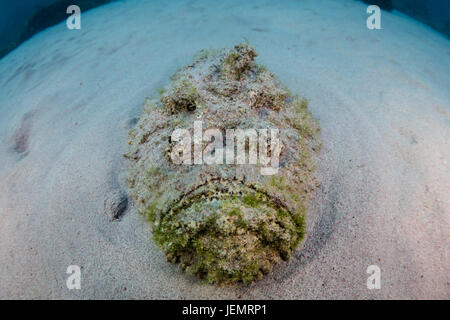 Un poisson-pierre (Synanceia verrucosa) se trouve dans le fond de sable camouflé du Parc National de Komodo, en Indonésie. C'est le poisson plus venimeux Banque D'Images