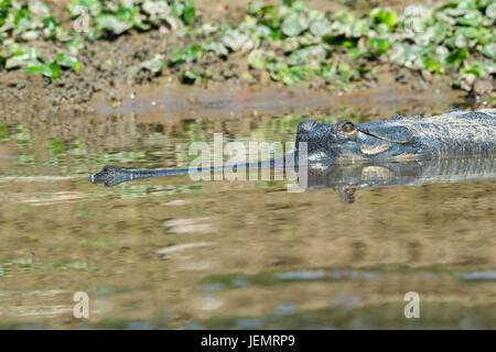 Gavial (Gavialis gangeticus) ou gavial dans l'eau, espèces en danger critique d'extinction, la famille Crocodylidae, parc national de Chitwan, classé au Patrimoine Mondial de l'UNESCO Banque D'Images