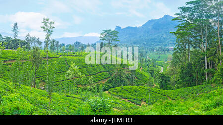 Le Sri Lanka est l'un des plus grands exportateurs de thé, et les plantations de thé de la Province centrale sont la destination touristique populaire et inter Banque D'Images