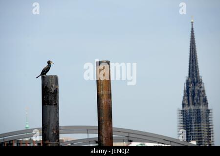 Hambourg, Allemagne. 22 Juin, 2017. Ctyview de Hamburgf dans le port, l'Allemagne, ville de Hambourg, 22. Juin 2017. Photo : Frank May | utilisée dans le monde entier/dpa/Alamy Live News Banque D'Images