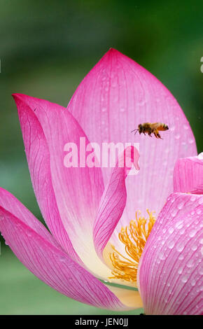 Anshun, dans la province du Guizhou en Chine. 26 Juin, 2017. Une abeille butine les fleurs de lotus à Pingzhai village de Machang Township dans le comté de Pingba, au sud-ouest de la province du Guizhou, en Chine, le 26 juin 2017. Qin Gang : Crédit/Xinhua/Alamy Live News Banque D'Images