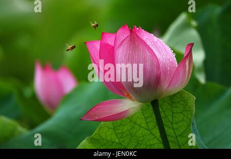 Anshun, dans la province du Guizhou en Chine. 26 Juin, 2017. Les abeilles voler parmi des fleurs de lotus à Pingzhai village de Machang Township dans le comté de Pingba, au sud-ouest de la province du Guizhou, en Chine, le 26 juin 2017. Qin Gang : Crédit/Xinhua/Alamy Live News Banque D'Images