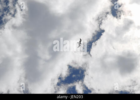 Portland, Dorset, UK. 26 Juin, 2017. Profitez de goélands dans le planeur exceptionnellement chaud et ensoleillé à Portland Crédit : Stuart fretwell/Alamy Live News Banque D'Images