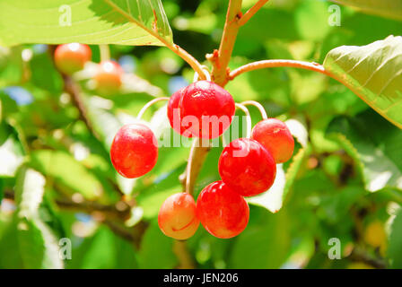 Portland, Dorset, UK. 26 Juin, 2017. Un temps ensoleillé et exceptionnellement chaud à Portland a produit un bouclier, première récolte de cerises juteuses Crédit : Stuart fretwell/Alamy Live News Banque D'Images