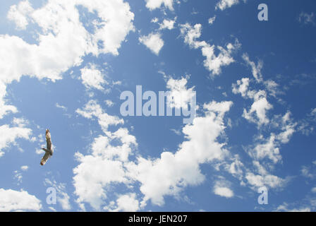 Portland, Dorset, UK. 26 Juin, 2017. Profitez de goélands dans le planeur exceptionnellement chaud et ensoleillé à Portland Crédit : Stuart fretwell/Alamy Live News Banque D'Images