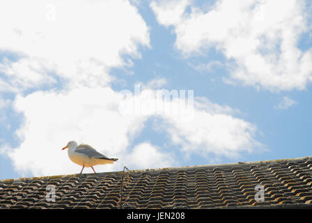 Portland, Dorset, UK. 26 Juin, 2017. Profitez de goélands dans le planeur exceptionnellement chaud et ensoleillé à Portland Crédit : Stuart fretwell/Alamy Live News Banque D'Images