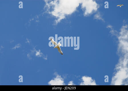 Portland, Dorset, UK. 26 Juin, 2017. Profitez de goélands dans le planeur exceptionnellement chaud et ensoleillé à Portland Crédit : Stuart fretwell/Alamy Live News Banque D'Images