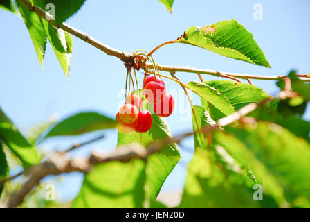 Portland, Dorset, UK. 26 Juin, 2017. Un temps ensoleillé et exceptionnellement chaud à Portland a produit un bouclier, première récolte de cerises juteuses Crédit : Stuart fretwell/Alamy Live News Banque D'Images