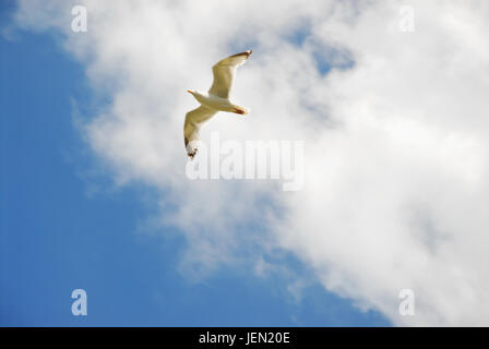 Portland, Dorset, UK. 26 Juin, 2017. Profitez de goélands dans le planeur exceptionnellement chaud et ensoleillé à Portland Crédit : Stuart fretwell/Alamy Live News Banque D'Images