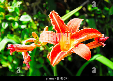 Portland, Dorset, UK. 26 Juin, 2017. Une 'Journée Lily' (Hemerocallis) fleurit au temps exceptionnellement chaud et ensoleillé à Portland Crédit : Stuart fretwell/Alamy Live News Banque D'Images