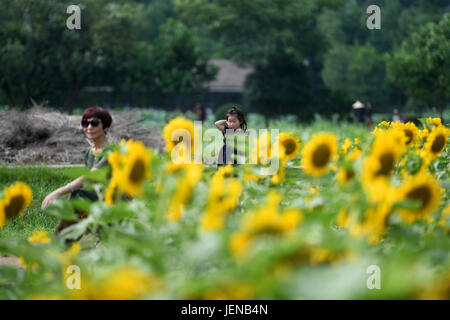 Hangzhou, Chine, Province de Zhejiang. 27 Juin, 2017. Les touristes à pied passé champ de tournesol à Baguatian park à Hangzhou, capitale de la Chine de l'est la province du Zhejiang, le 27 juin 2017. Credit : Huang Zongzhi/Xinhua/Alamy Live News Banque D'Images